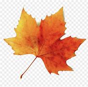 Image result for Single Fall Autumn Leaf