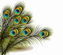 Image result for Peacock Feather Vector Images with Hindi Words