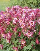 Image result for Columbine Songbird Cardinal