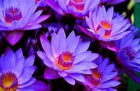 Image result for Lotus Flower