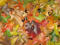 Image result for New York Fall Leaves Coloring