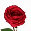 Image result for Red Rose Stem PNG