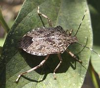 Image result for Stink Bug Beetle