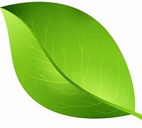 Image result for Cool Leaf Transparent Background