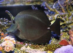 Image result for Black Tang Fish