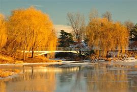 Image result for Weeping Willow Tree Silhouette