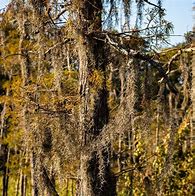 Image result for Florida Cypress Tree