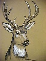 Image result for Sketches of Mule Deer