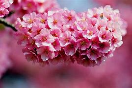 Image result for Fall Flowers Desktop Wallpaper