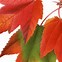 Image result for Autumn Leaves Print