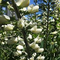 Image result for White Indigo Plant