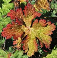 Image result for Fall Leaves Bible