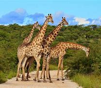 Image result for Animals You See PNA Safari