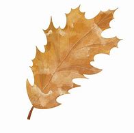 Image result for Transparent Oak Leaf Silhouette