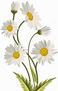 Image result for White Flower Clip Art No Background