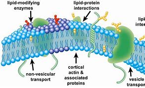 Image result for Plasma Membrane Lipids