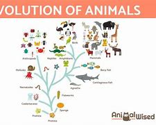 Image result for evolution of animals