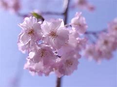 Image result for Brown Flowers in Japan