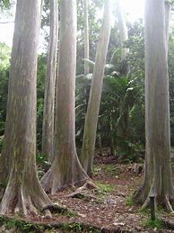 Image result for Rainbow Eucalyptus Flooring