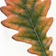 Image result for Oak Tree Species Leaves