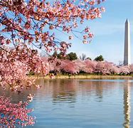 Image result for Cherry Blossoms in DC