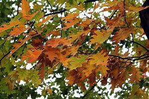 Image result for Types of Oak Leaves