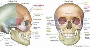 Image result for Human Skull Stock Image