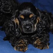 Image result for Black and Tan Cocker Spaniel