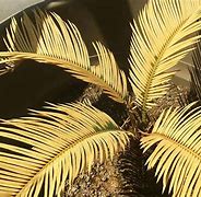 Image result for Pictures of Palm Leaves