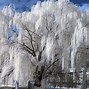 Image result for Blue Weeping Willow Tree