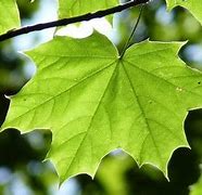 Image result for Simpel Real Leaf Image