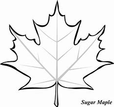 Image result for Maple Leaf Template