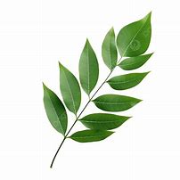 Image result for Six Leaf Plant Silhouette