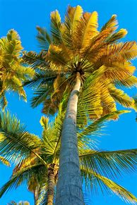 Image result for Tropical Palm Leaves