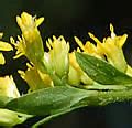 Image result for Elm Leaf Golden Rod