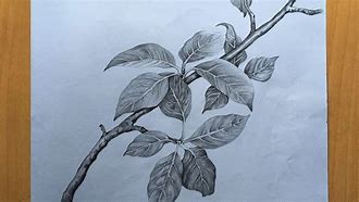 Image result for Contour Line Drawing of a Leaf Branch