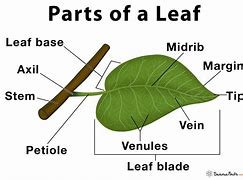 Image result for Simple Leaf Diagram