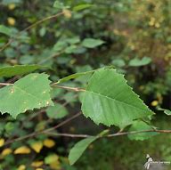 Image result for Birch Leaf Line Illustration