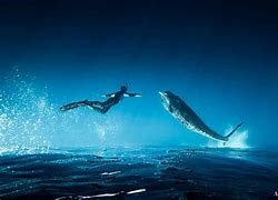 Image result for Humpback Whale and Diver