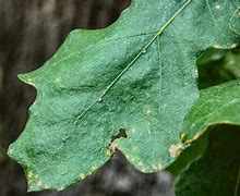 Image result for oak leaf outline