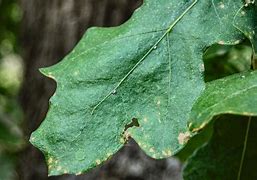 Image result for oak leaf silhouette vector