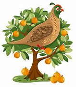 Image result for Partridge Bird in a Pear Tree