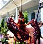 Image result for Louisiana Crawfish Boil