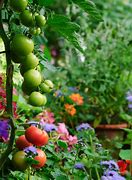 Image result for Fruit and Vegetables Plants