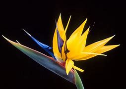 Image result for Bird of Paradise Plant