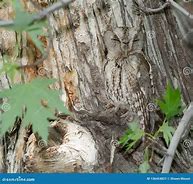 Image result for Eastern Screech Owl in a Tree