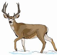 Image result for Mule Deer Skull Clip Art