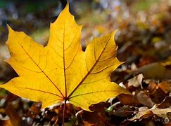 Image result for Autumn Leaf Black and White