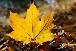 Image result for Autumn Leaf Doodle Art