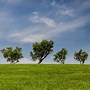 Image result for Blue Sky Greengrass Scene